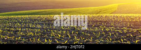 Maiskeimlinge auf einem großen, landwirtschaftlichen Feld Stockfoto