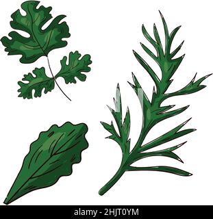 Realistische verschiedene Arten von Kräutern und Pflanzen zum Kochen auf weißem Hintergrund - Vektorgrafik Stock Vektor