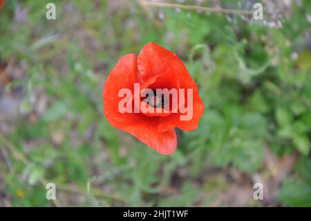 Roter Mohn im grünen Feld.Rotpolnischer Mohn in der Natur, isoliert.Ein roter einsamer Mohn auf dem Hintergrund einer Wiese voller Gänseblümchen. Stockfoto