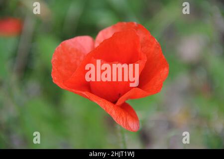 Roter Mohn im grünen Feld.Rotpolnischer Mohn in der Natur, isoliert.Ein roter einsamer Mohn auf dem Hintergrund einer Wiese voller Gänseblümchen. Stockfoto