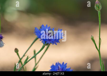 Blaue Kornblume auf einer Wiese sammelt eine Biene Nektar aus einer Blume Stockfoto