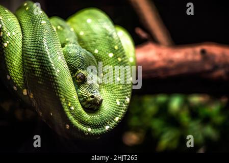 Grüne Pythonschlange auf einem Ast mit grünen Blättern. An einem Ast eines alten Baumes hängt eine grüne Python. Stockfoto