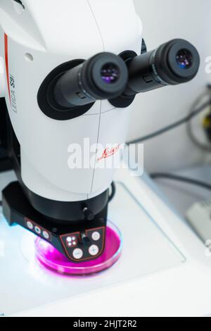 Leica Mikroskop für die DNA-Analyse oder kleine Objekte und Zellen. Mikrobiologische oder klinische Analyse onkologischer Zellen in Petrischalen. Januar 2022, Prag, Tschechische Republik. Stockfoto