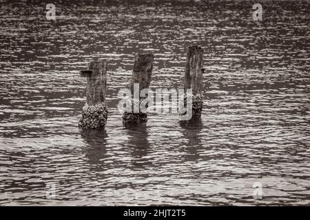 Schwarz-Weiß-Bild des herrlichen Mangroven-Strandes und Pouso-Strandes mit Holzpfoller auf der großen tropischen Insel Ilha Grande Rio de Janeiro Bra Stockfoto