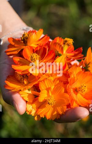 Ernte von Schwefel-Kosmos für natürliche Farbstoffe Stockfoto