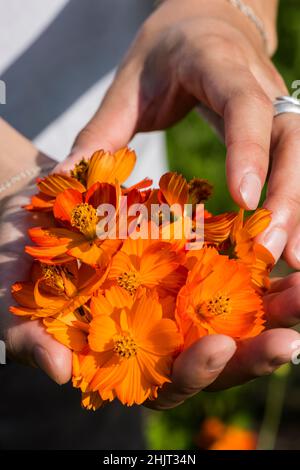Ernte von Schwefel-Kosmos für natürliche Farbstoffe Stockfoto