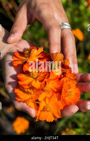 Ernte von Schwefel-Kosmos für natürliche Farbstoffe Stockfoto