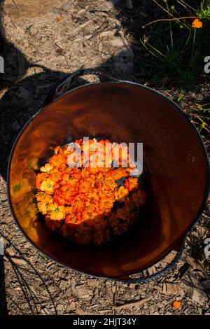 Ernte von Schwefel-Kosmos für natürliche Farbstoffe Stockfoto