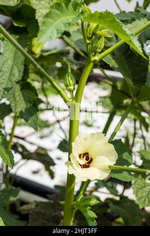 Okra Pflanze in Blüte in städtischen Bauernhof Stockfoto