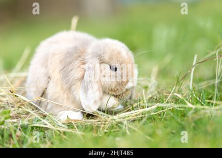 Schönheit Baby Kaninchen draußen im Garten Stockfoto
