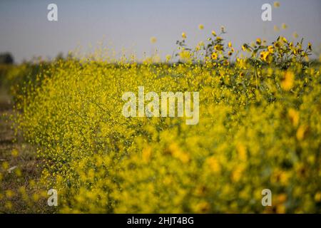 Landwirtschaftliches Feld mit gelben Sonnenblumenblüten in der Gemeinde Villa Juarez, Obregon, Mexiko. (Foto: Luis Gutierrez/ NortePhoto.com) Campo agrícola con flores amarillas girasoles en la comunidad de Villa Juarez, Obregon, Mexiko. (Foto: Luis Gutierrez/ NortePhoto.com) Stockfoto