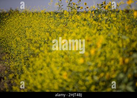 Landwirtschaftliches Feld mit gelben Sonnenblumenblüten in der Gemeinde Villa Juarez, Obregon, Mexiko. (Foto: Luis Gutierrez/ NortePhoto.com) Campo agrícola con flores amarillas girasoles en la comunidad de Villa Juarez, Obregon, Mexiko. (Foto: Luis Gutierrez/ NortePhoto.com) Stockfoto