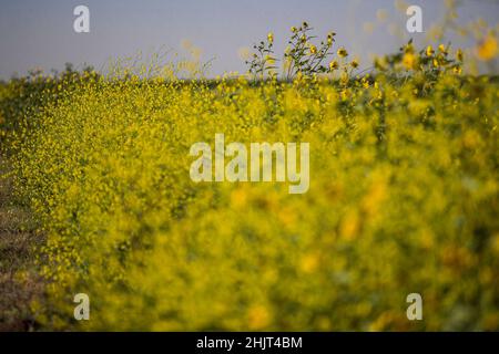 Landwirtschaftliches Feld mit gelben Sonnenblumenblüten in der Gemeinde Villa Juarez, Obregon, Mexiko. (Foto: Luis Gutierrez/ NortePhoto.com) Campo agrícola con flores amarillas girasoles en la comunidad de Villa Juarez, Obregon, Mexiko. (Foto: Luis Gutierrez/ NortePhoto.com) Stockfoto