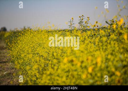 Landwirtschaftliches Feld mit gelben Sonnenblumenblüten in der Gemeinde Villa Juarez, Obregon, Mexiko. (Foto: Luis Gutierrez/ NortePhoto.com) Campo agrícola con flores amarillas girasoles en la comunidad de Villa Juarez, Obregon, Mexiko. (Foto: Luis Gutierrez/ NortePhoto.com) Stockfoto