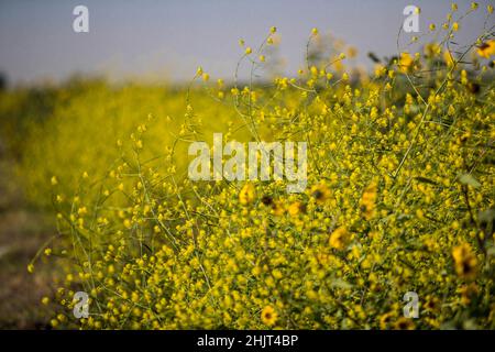 Landwirtschaftliches Feld mit gelben Sonnenblumenblüten in der Gemeinde Villa Juarez, Obregon, Mexiko. (Foto: Luis Gutierrez/ NortePhoto.com) Campo agrícola con flores amarillas girasoles en la comunidad de Villa Juarez, Obregon, Mexiko. (Foto: Luis Gutierrez/ NortePhoto.com) Stockfoto