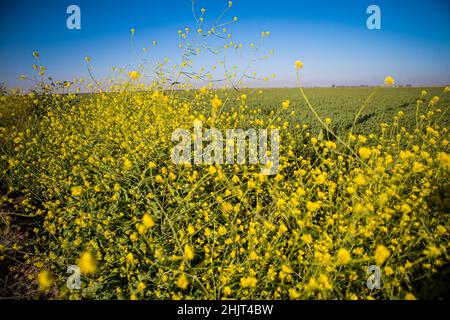 Landwirtschaftliches Feld mit gelben Sonnenblumenblüten in der Gemeinde Villa Juarez, Obregon, Mexiko. (Foto: Luis Gutierrez/ NortePhoto.com) Campo agrícola con flores amarillas girasoles en la comunidad de Villa Juarez, Obregon, Mexiko. (Foto: Luis Gutierrez/ NortePhoto.com) Stockfoto