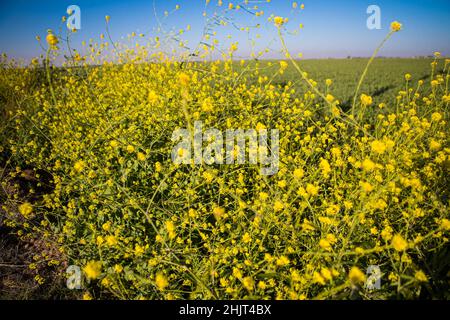 Landwirtschaftliches Feld mit gelben Sonnenblumenblüten in der Gemeinde Villa Juarez, Obregon, Mexiko. (Foto: Luis Gutierrez/ NortePhoto.com) Campo agrícola con flores amarillas girasoles en la comunidad de Villa Juarez, Obregon, Mexiko. (Foto: Luis Gutierrez/ NortePhoto.com) Stockfoto