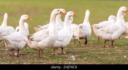 Vielen weißen Mast Gänse auf der Wiese Stockfoto