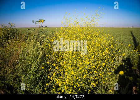 Landwirtschaftliches Feld mit gelben Sonnenblumenblüten in der Gemeinde Villa Juarez, Obregon, Mexiko. (Foto: Luis Gutierrez/ NortePhoto.com) Campo agrícola con flores amarillas girasoles en la comunidad de Villa Juarez, Obregon, Mexiko. (Foto: Luis Gutierrez/ NortePhoto.com) Stockfoto