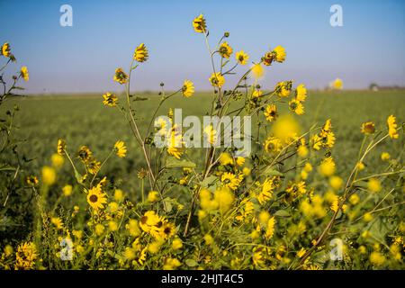 Landwirtschaftliches Feld mit gelben Sonnenblumenblüten in der Gemeinde Villa Juarez, Obregon, Mexiko. (Foto: Luis Gutierrez/ NortePhoto.com) Campo agrícola con flores amarillas girasoles en la comunidad de Villa Juarez, Obregon, Mexiko. (Foto: Luis Gutierrez/ NortePhoto.com) Stockfoto