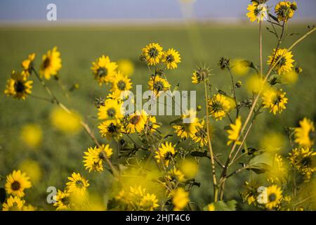 Landwirtschaftliches Feld mit gelben Sonnenblumenblüten in der Gemeinde Villa Juarez, Obregon, Mexiko. (Foto: Luis Gutierrez/ NortePhoto.com) Campo agrícola con flores amarillas girasoles en la comunidad de Villa Juarez, Obregon, Mexiko. (Foto: Luis Gutierrez/ NortePhoto.com) Stockfoto