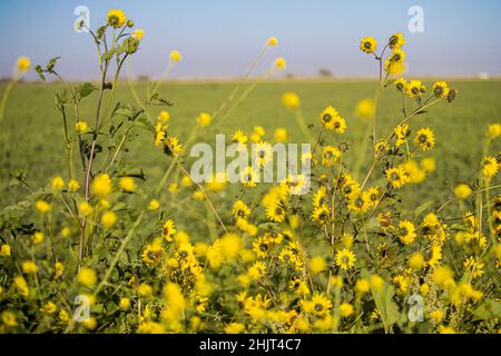 Landwirtschaftliches Feld mit gelben Sonnenblumenblüten in der Gemeinde Villa Juarez, Obregon, Mexiko. (Foto: Luis Gutierrez/ NortePhoto.com) Campo agrícola con flores amarillas girasoles en la comunidad de Villa Juarez, Obregon, Mexiko. (Foto: Luis Gutierrez/ NortePhoto.com) Stockfoto