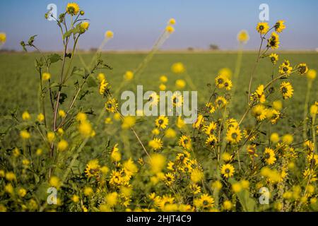 Landwirtschaftliches Feld mit gelben Sonnenblumenblüten in der Gemeinde Villa Juarez, Obregon, Mexiko. (Foto: Luis Gutierrez/ NortePhoto.com) Campo agrícola con flores amarillas girasoles en la comunidad de Villa Juarez, Obregon, Mexiko. (Foto: Luis Gutierrez/ NortePhoto.com) Stockfoto