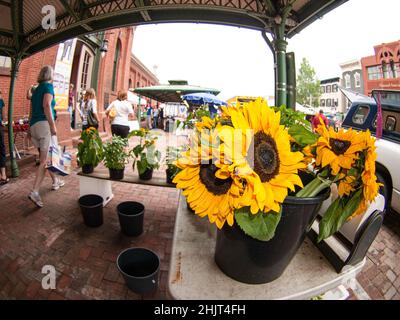 Sonnenblumen auf einem Open-Air-Markt Stockfoto