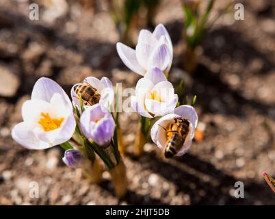 Mehrere Bienen auf blauen Krokussen sammeln Pollen im Frühlingsgarten. Die Frühlingsblüte von Krokussen und Safran zieht Insekten an, um Honig zu sammeln. Stockfoto