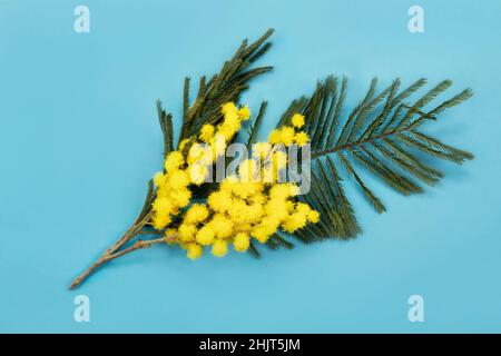 Zweig der Mimose auf einem blauen Hintergrund. Niederlassung von Acacia dealbata. Frühling Urlaub Tapete mit einem Zweig der blühenden gelben Mimosen für Ostern, Frauen d Stockfoto