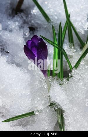 Schöne lila Krokus im schmelzenden Schnee. Frühlingsblume wuchs durch den Schnee unter den Strahlen der Sonne. Verschwommen. Stockfoto