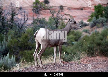 Nahaufnahme einer wunderschönen Bergziege, die bei Sonnenuntergang im Zion National Park in Utah aufgenommen wurde Stockfoto