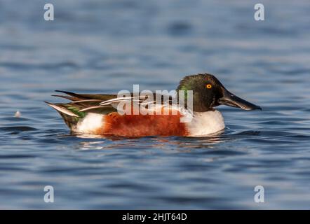 Nördlichen Löffelente; Spachtel clypeata Stockfoto