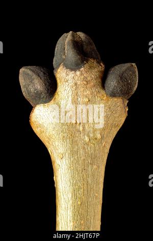 Esche (fraxinus excelsior), Nahaufnahme der Stillzeit, die mehrere Blattknospen zeigt, die am Ende eines Astes vor schwarzem Hintergrund wachsen. Stockfoto