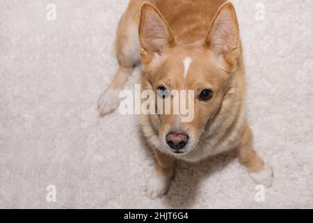 Netter Ingwer-Welpe sitzt und schaut dich an Stockfoto
