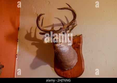 Gefüllter Hirschkopf, der an der Wohnzimmerwand in einem Haus in der Gemeinde Villa Juarez, Obregon, Mexiko, hängt. Tierhandel, Hauthandel, (Taxidermie), Tiersektion, Erhaltung, Enthäutung...(Foto:Luis Gutierrez/ NortePhoto.com) Cabeza de venado disecada colgada en la pared de la sala en un hogar de la comunidad de Villa Juarez, Obregon, Mexiko. Taxidermia, trafico de animales, trafico de piel, (Taxidermy), disecar animales, Conservación, desollamiento ...(Foto:Luis Gutierrez/ NortePhoto.com) Stockfoto