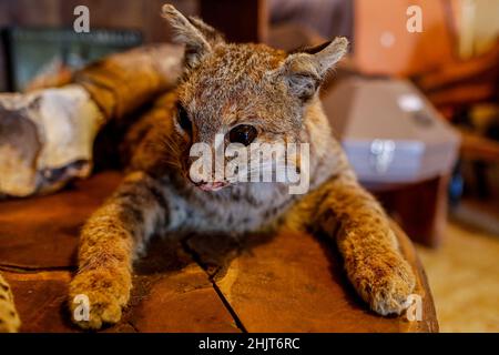 Wildkatzen-Katze und Jungtier-puma wurden zur Dekoration des Wohnzimmers in einem Haus in der Gemeinde Villa Juarez, Obregon, Mexiko, seziert. Tierhandel, Hauthandel, (Taxidermie), Tiersektion, Erhaltung, Enthäutung...(Foto:Luis Gutierrez/ NortePhoto.com) Felino Gato montes y puma juvenil disecados para decoracion de la Sala en un hogar de la comunidad de Villa Juarez, Obregon, Mexiko. Taxidermia, trafico de animales, trafico de piel, (Taxidermy), disecar animales, Conservación, desollamiento ...(Foto:Luis Gutierrez/ NortePhoto.com) Stockfoto