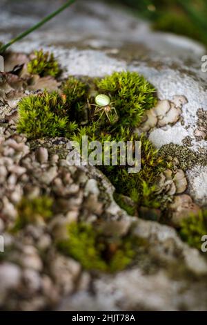 Grüner Arachnid versteckt sich auf einem Stein Stockfoto