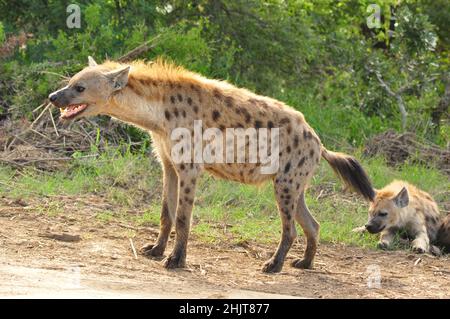 Gesichtet Hyänen im Kruger Nationalpark, Provinz Mpumalanga, Südafrika Stockfoto