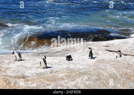 Jackass oder afrikanische Pinguine, die einzige Pinguinart, die in Afrika brütet, Boulders Beach, Simon's Town, Südafrika Stockfoto