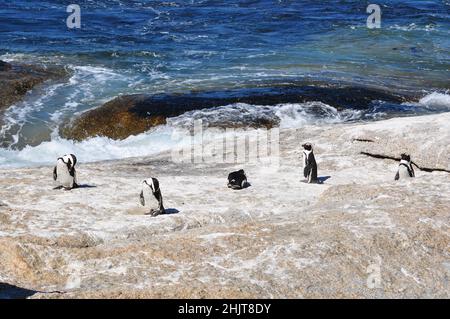 Jackass oder afrikanische Pinguine, die einzige Pinguinart, die in Afrika brütet, Boulders Beach, Simon's Town, Südafrika Stockfoto