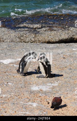 Jackass oder afrikanische Pinguine, die einzige Pinguinart, die in Afrika brütet, Boulders Beach, Simon's Town, Südafrika Stockfoto