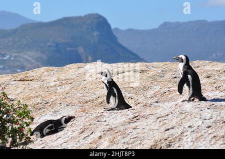 Jackass oder afrikanische Pinguine, die einzige Pinguinart, die in Afrika brütet, Boulders Beach, Simon's Town, Südafrika Stockfoto