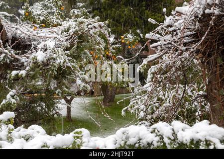 Trüber, düsterer Tag und heftige Schneefälle in der Türkei. Schneebedeckte Zitrusbäume. Helle Früchte von Mandarinen, Orangen und Zitronen während eines Schneefalls Stockfoto