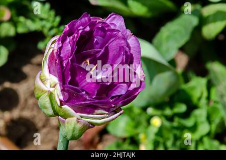 Einzelne rosa Tulpe aus nächster Nähe im Park entlang des Flusses Perlovska, Sofia, Bulgarien Stockfoto