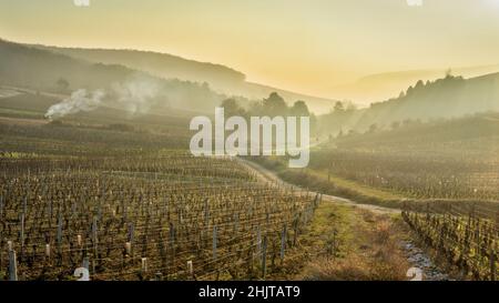 Weinberglandschaft im Burgund Klima Sous les Cloux, Pernand-Vergelesses Stockfoto