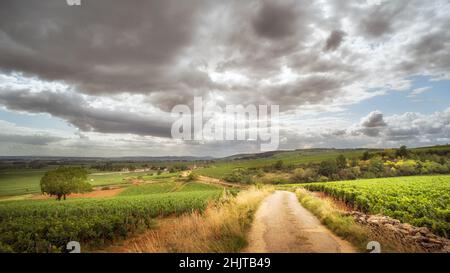 Burgunder Klima Le clos des Mouches links vom Weg und Montagne Saint Désiré rechts, Beaune, Côte d'Or, Bourgogne, Frankreich Stockfoto