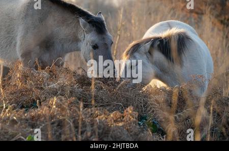 Die wilden Exmoor Ponys halten am 31st. Januar 2022 auf Broadwater Warren auf, während die Wintersonne in der Nähe von Royal Tunbridge Wells, Kent, Großbritannien, untergeht Stockfoto