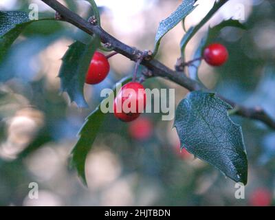 Holly Beeren Ilex aquifolium Stockfoto
