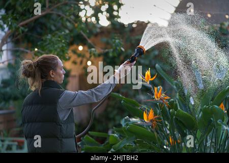 Junge Gärtnerin spritzt Wasser aus dem Schlauch auf üppige tropische strelitzia-Blätter im Gewächshaus Stockfoto